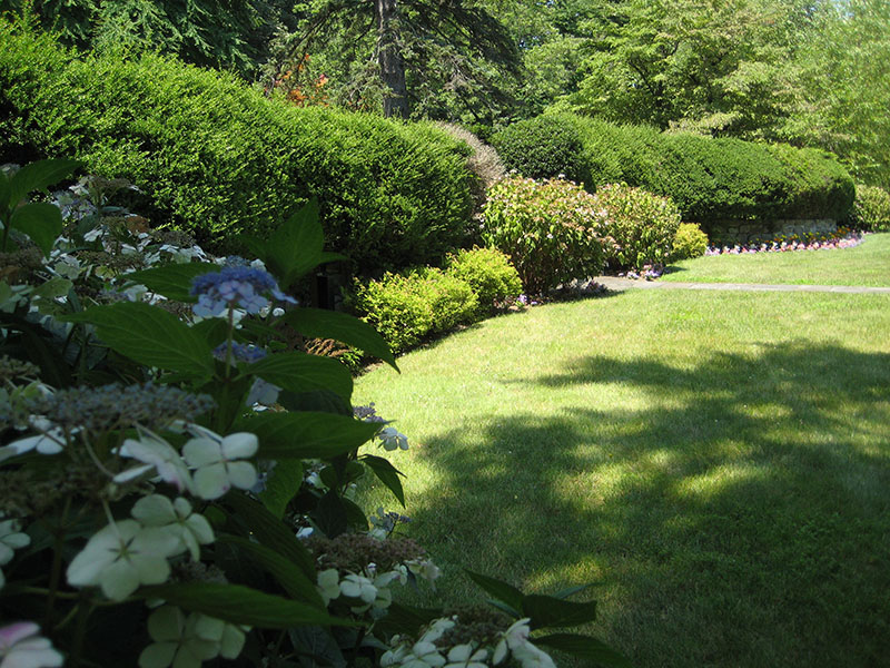 Landscape of yard